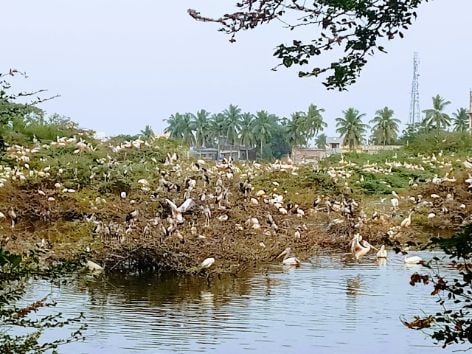 Guntur Uppalapadu Nature Conservation Landscape Image